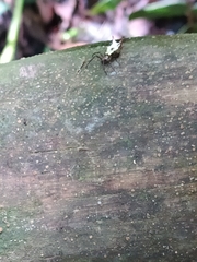 Micrathena rubicundula