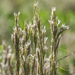 Andropogon glomeratus pumilus - Photo (c) Josh Olive, some rights reserved (CC BY-NC-ND), uploaded by Josh Olive