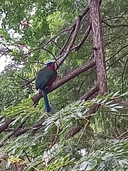 Momotus bahamensis