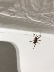 Steatoda nobilis