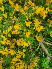 Genista stenopetala
