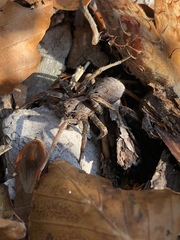 Alopecosa inquilina