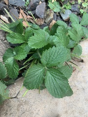 Fragaria × ananassa