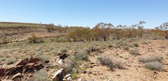 Eucalyptus socialis socialis