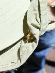 Micrathena gaujoni