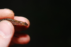 Desmognathus carolinensis