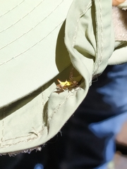 Micrathena gaujoni