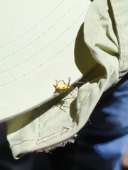 Micrathena gaujoni
