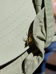 Micrathena gaujoni