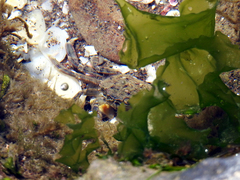 Cyrtograpsus angulatus