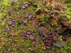 Geoscypha violacea