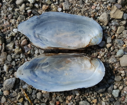 Eastern Pondmussel
