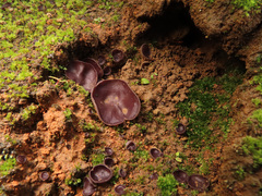 Geoscypha violacea