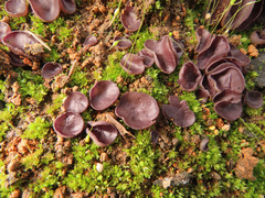 Geoscypha violacea