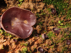 Geoscypha violacea