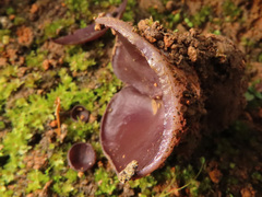 Geoscypha violacea