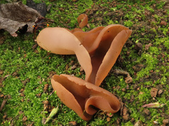 Daleomyces petersii