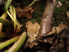Daleomyces petersii