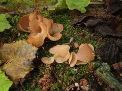 Daleomyces petersii