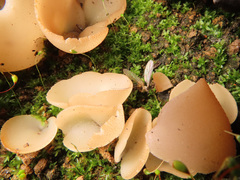 Daleomyces petersii