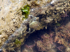 Cyrtograpsus