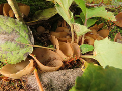 Daleomyces petersii