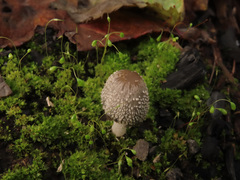 Coprinopsis jonesii