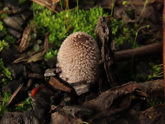Coprinopsis jonesii