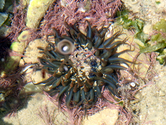 Bunodosoma zamponii