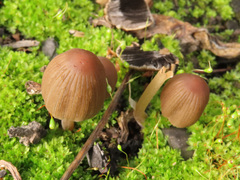Coprinellus angulatus