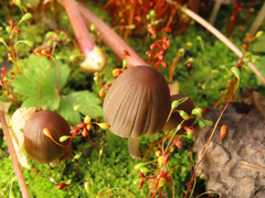 Coprinellus angulatus