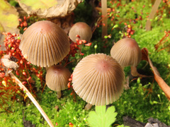 Coprinellus angulatus