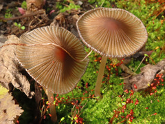 Coprinellus angulatus