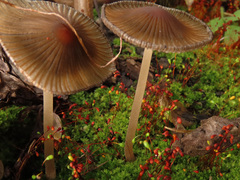 Coprinellus angulatus
