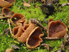 Peziza echinospora