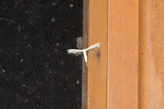 Pterophorus niveodactyla