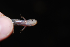 Desmognathus carolinensis