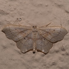 Idaea emarginata