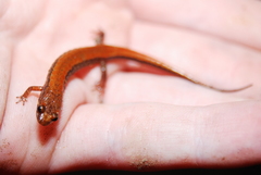 Desmognathus carolinensis