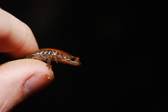 Desmognathus carolinensis