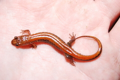 Desmognathus carolinensis