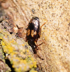 Philophlaeus