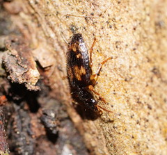 Philophlaeus