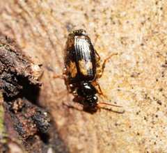 Philophlaeus