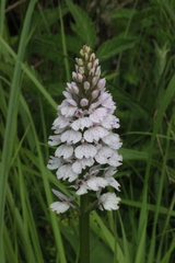 Dactylorhiza maculata ericetorum