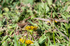 Lerodea eufala concepcionis