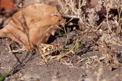 Hylephila fasciolata