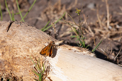 Hylephila fasciolata
