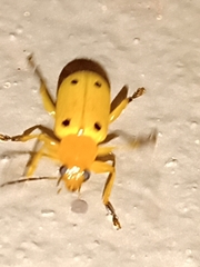 Metaxyonycha tetrasticta