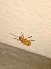 Metaxyonycha tetrasticta